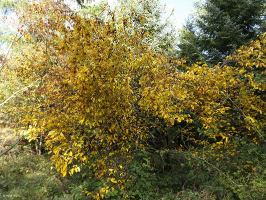 Fagus crenata - Herrenkamper Gärten - Pflanzenraritäten