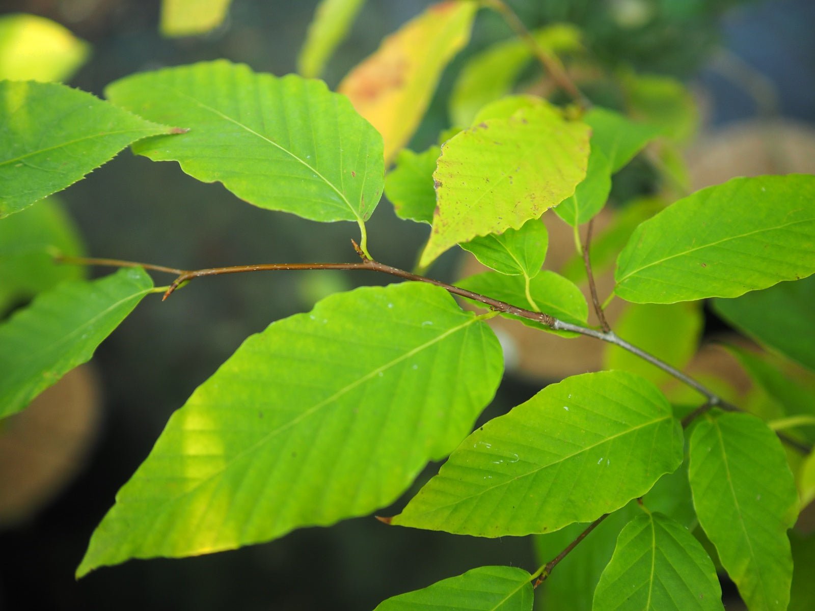 Fagus engleriana - Herrenkamper Gärten - Pflanzenraritäten