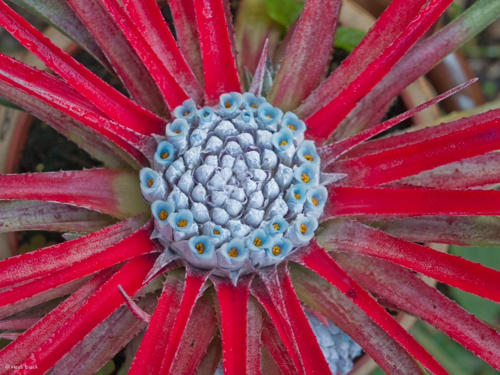 Fascicularia bicolor - Herrenkamper Gärten - Pflanzenraritäten