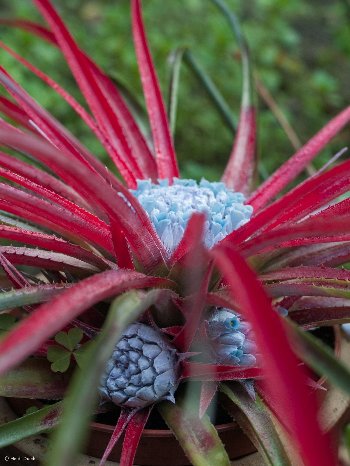 Fascicularia bicolor - Herrenkamper Gärten - Pflanzenraritäten