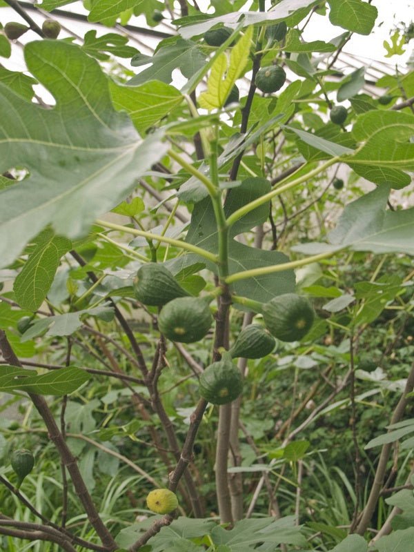 Ficus carica 'Brown Turkey' - Herrenkamper Gärten - Pflanzenraritäten