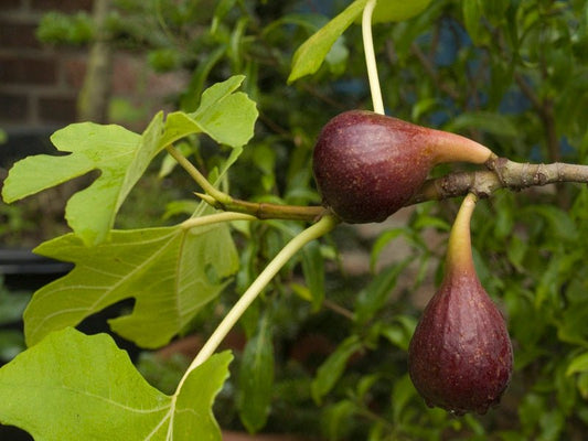 Ficus carica 'Brown Turkey' - Herrenkamper Gärten - Pflanzenraritäten