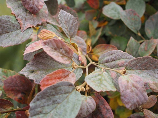 Fothergilla major 'Blue Shadow' - Herrenkamper Gärten - Pflanzenraritäten