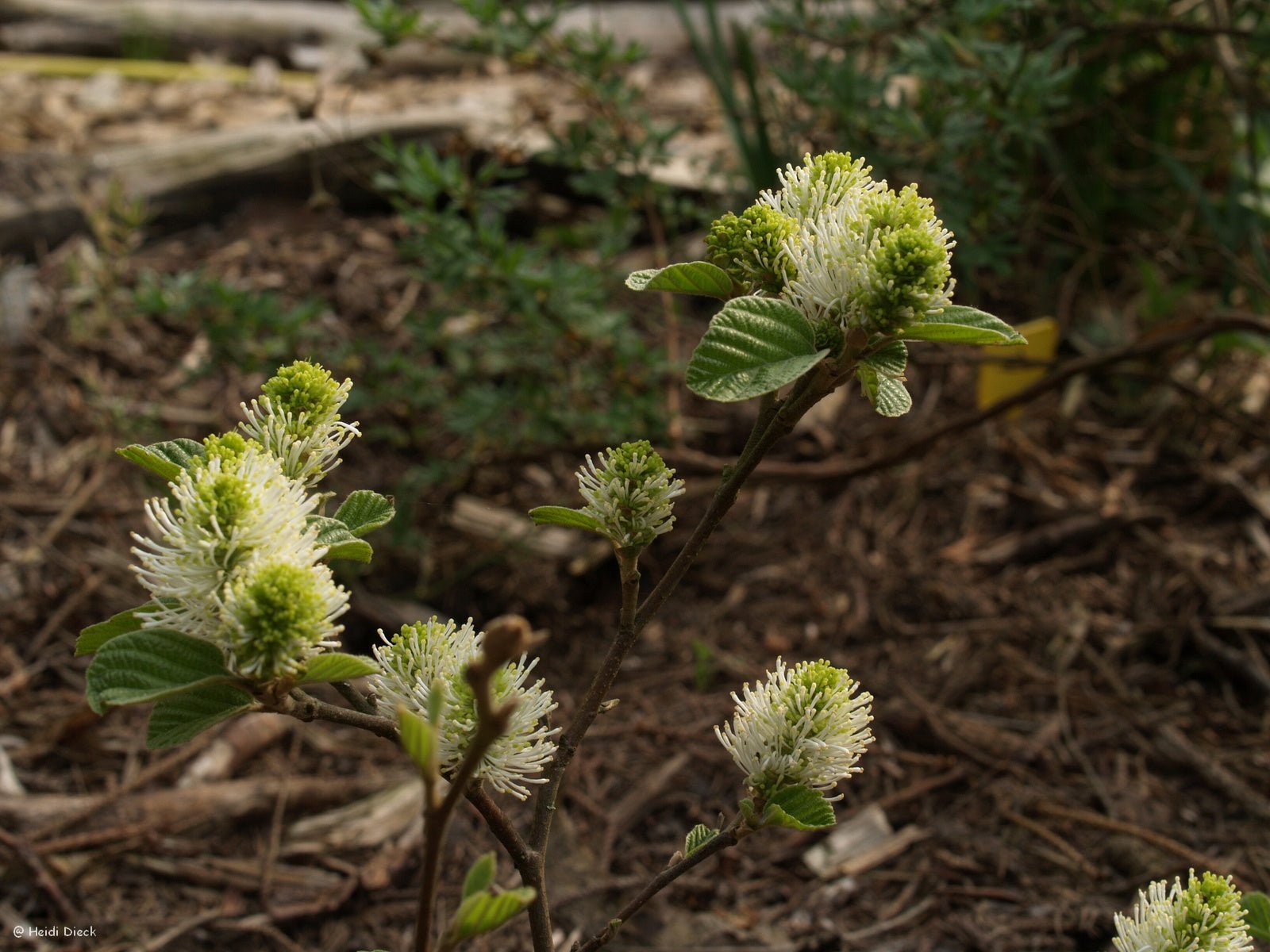 Fothergilla major 'Mt. Airy' - Herrenkamper Gärten - Pflanzenraritäten