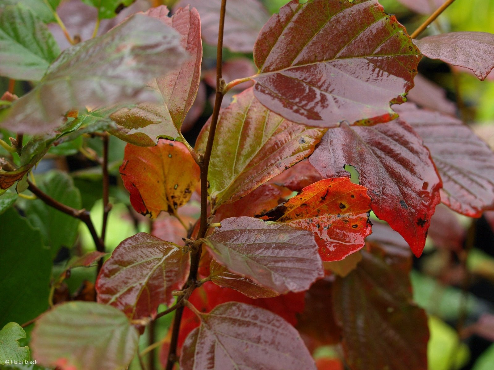 Fothergilla major 'Mt. Airy' - Herrenkamper Gärten - Pflanzenraritäten