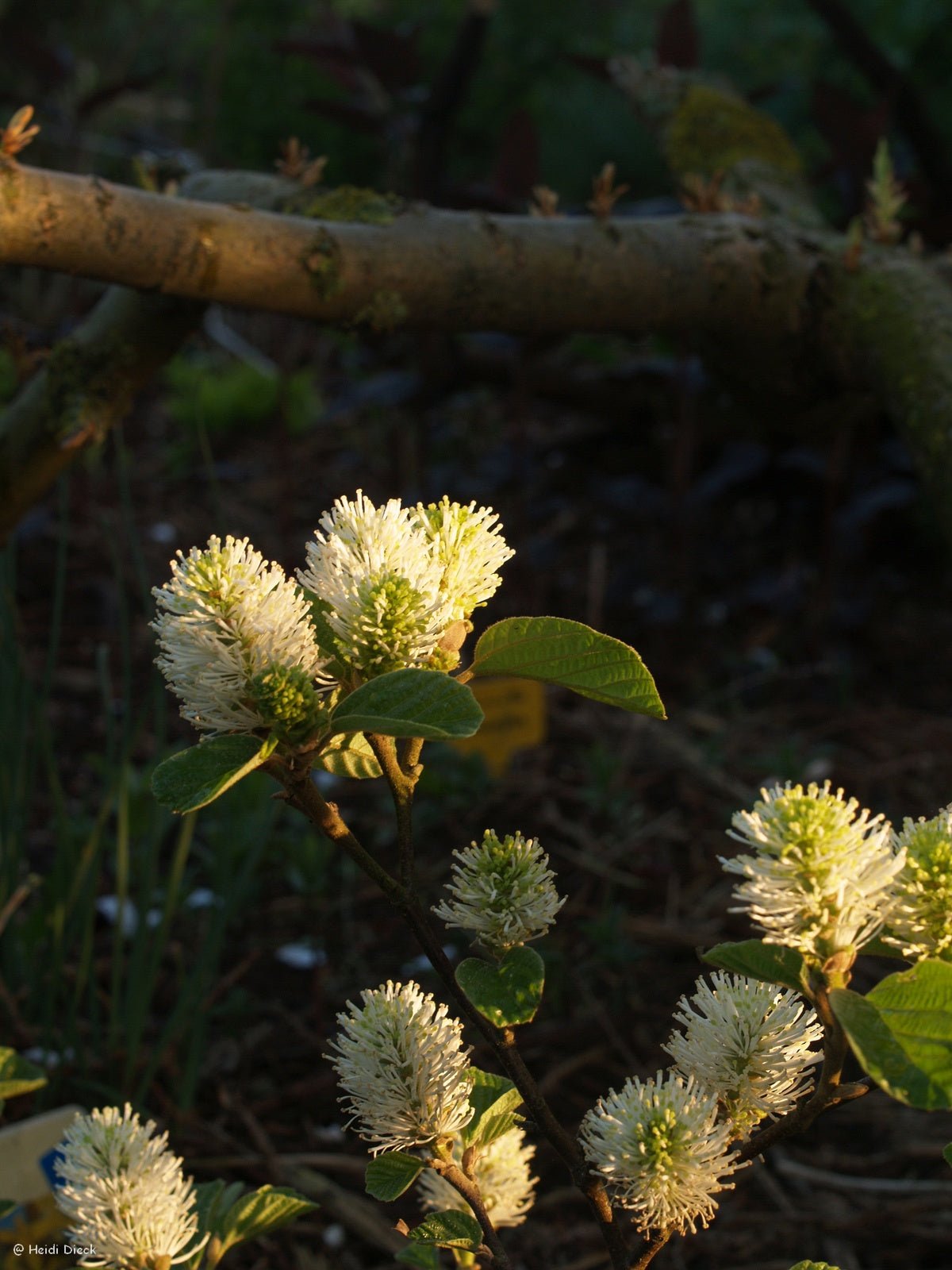 Fothergilla major 'Mt. Airy' - Herrenkamper Gärten - Pflanzenraritäten