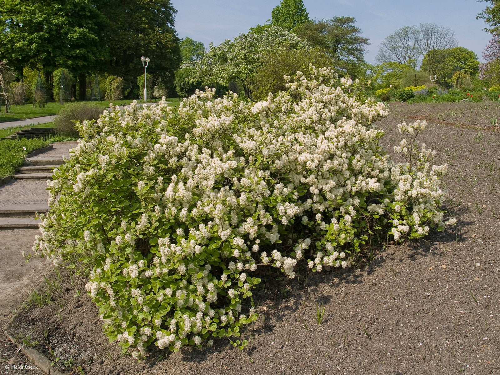 Fothergilla major 'Mt. Airy' - Herrenkamper Gärten - Pflanzenraritäten