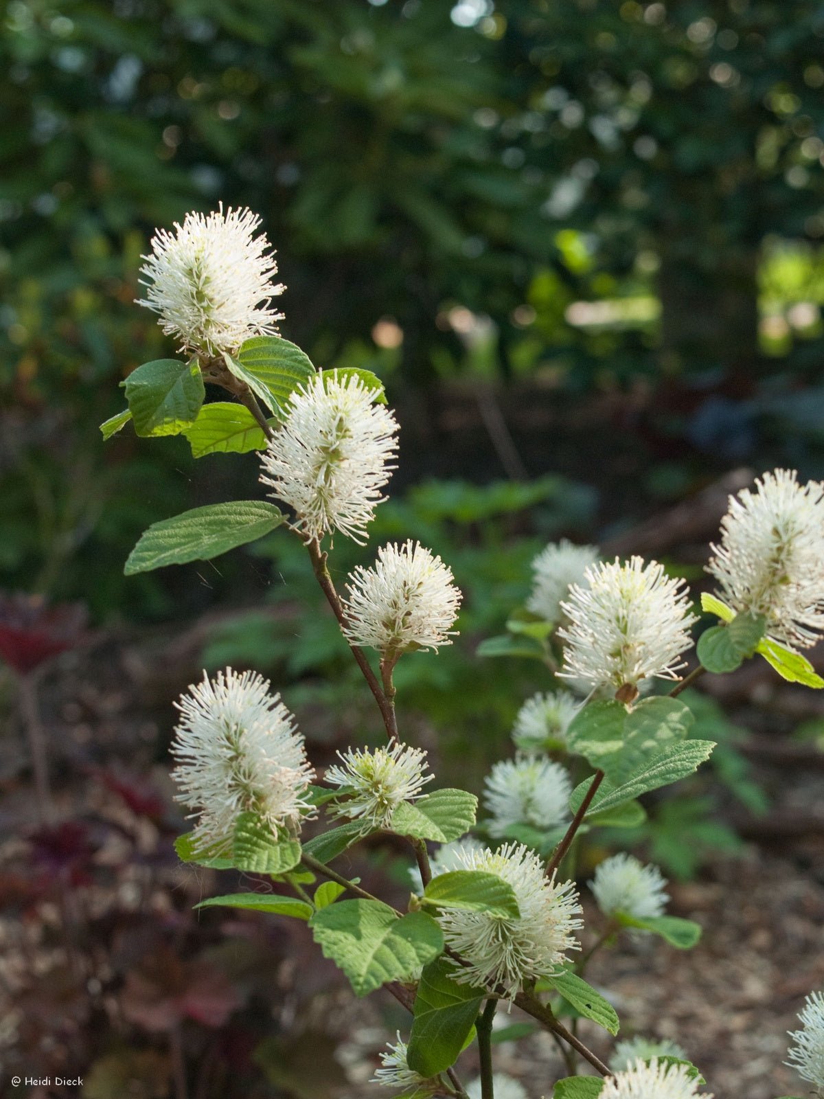 Fothergilla major 'Mt. Airy' - Herrenkamper Gärten - Pflanzenraritäten