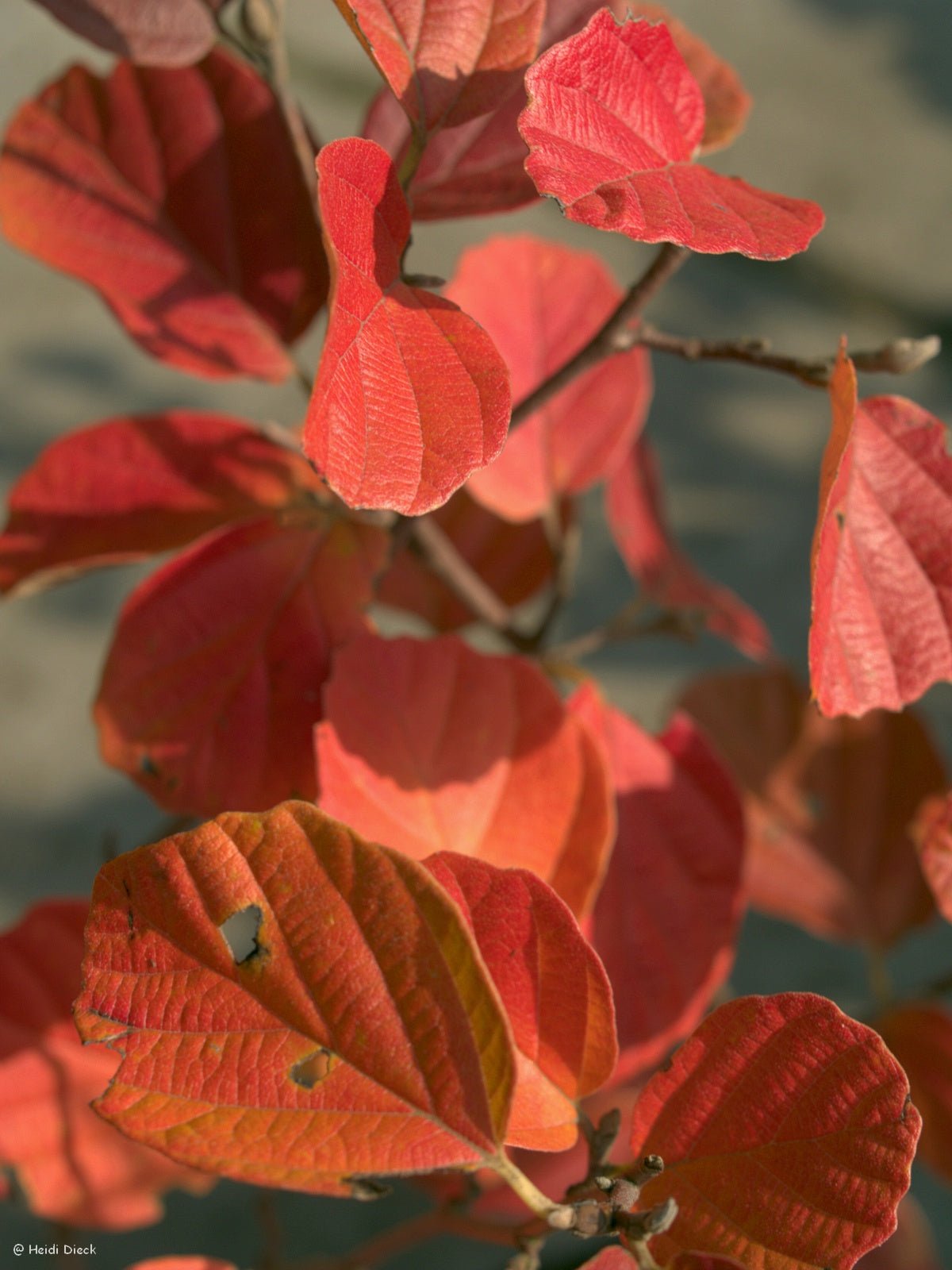 Fothergilla major 'Mt. Airy' - Herrenkamper Gärten - Pflanzenraritäten