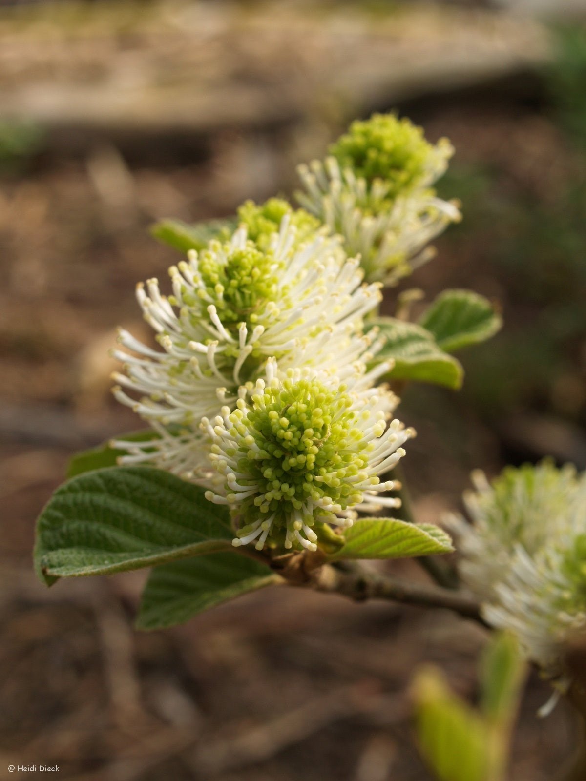 Fothergilla major 'Mt. Airy' - Herrenkamper Gärten - Pflanzenraritäten