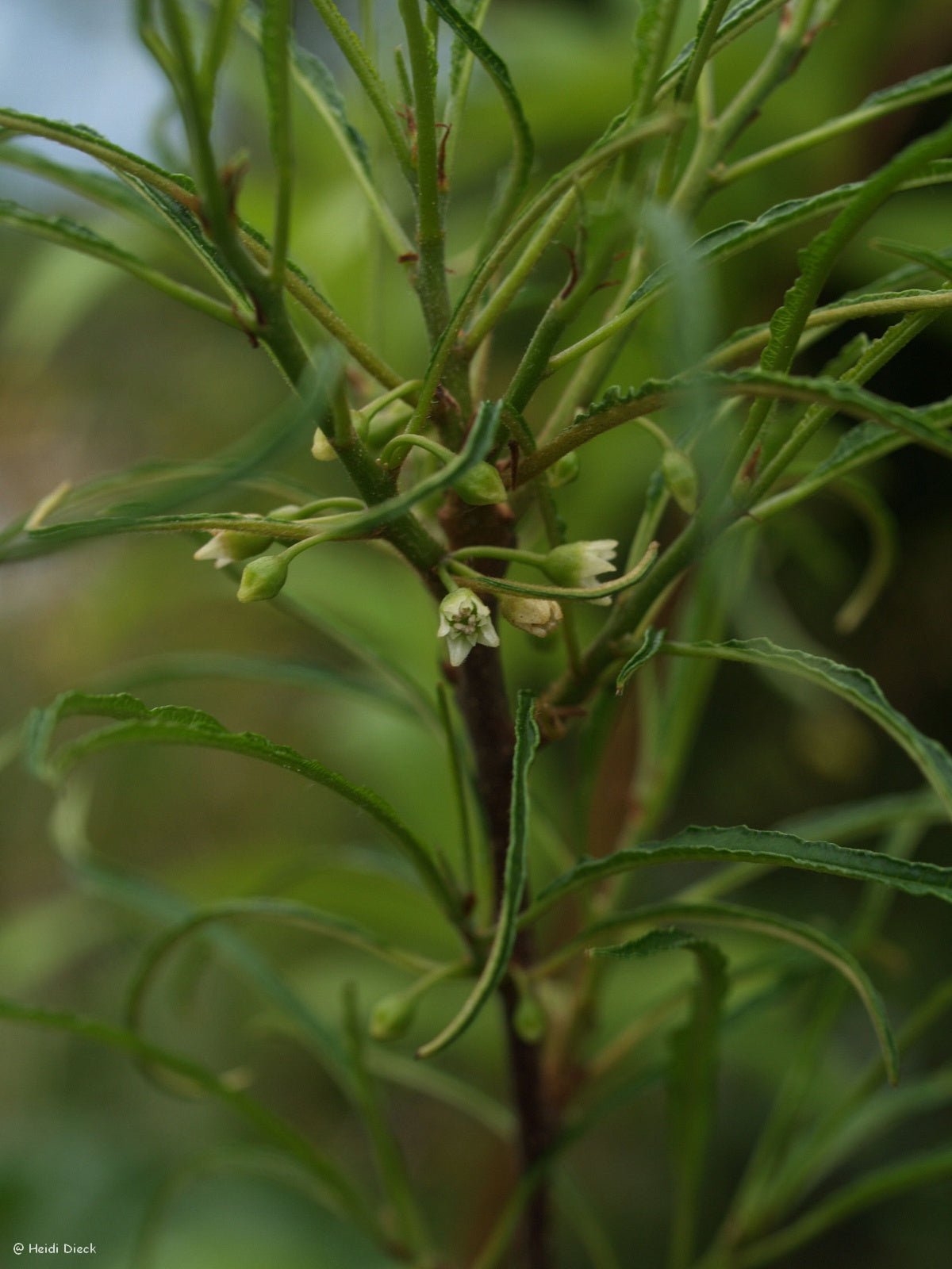 Frangula alnus 'Asplenifolia' (syn.: Rhamnus frangula) - Herrenkamper Gärten - Pflanzenraritäten