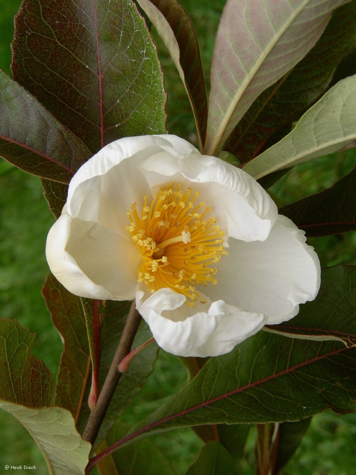 Franklinia alatamaha - Herrenkamper Gärten - Pflanzenraritäten