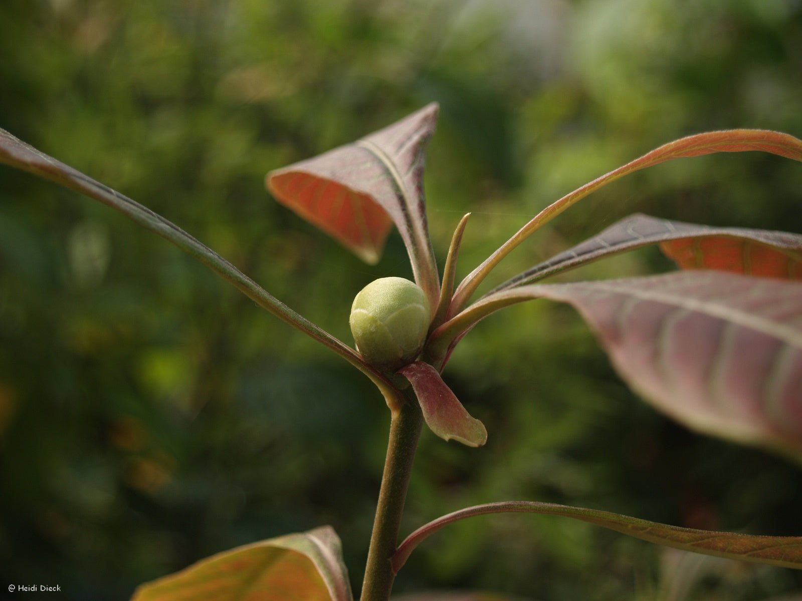 Franklinia alatamaha - Herrenkamper Gärten - Pflanzenraritäten