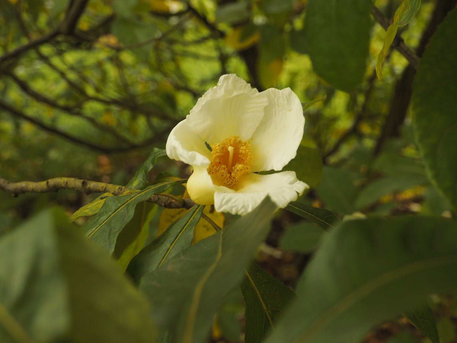 Franklinia alatamaha - Herrenkamper Gärten - Pflanzenraritäten