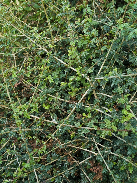 Fraxinus xanthoxyloides var. dumosa - Herrenkamper Gärten - Pflanzenraritäten