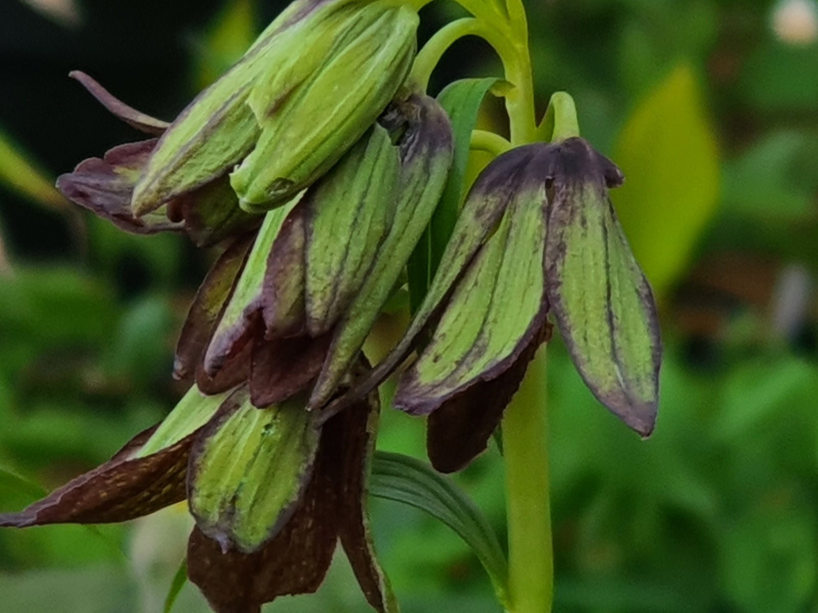 Fritillaria camschatcensis - Herrenkamper Gärten - Pflanzenraritäten