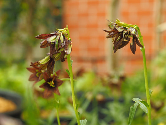 Fritillaria camschatcensis - Herrenkamper Gärten - Pflanzenraritäten