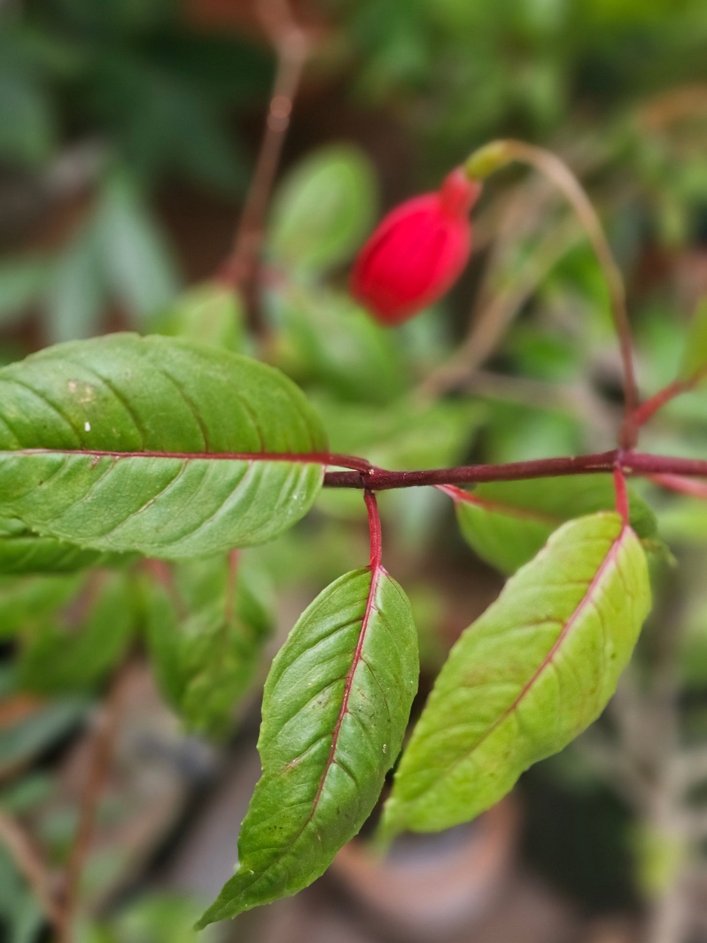 Fuchsia 'Ännchen' - Herrenkamper Gärten - Pflanzenraritäten