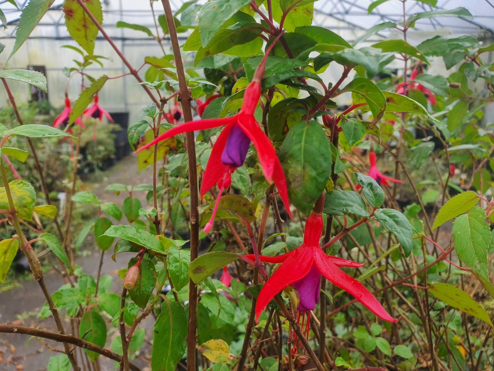 Fuchsia 'Charming' - Herrenkamper Gärten - Pflanzenraritäten