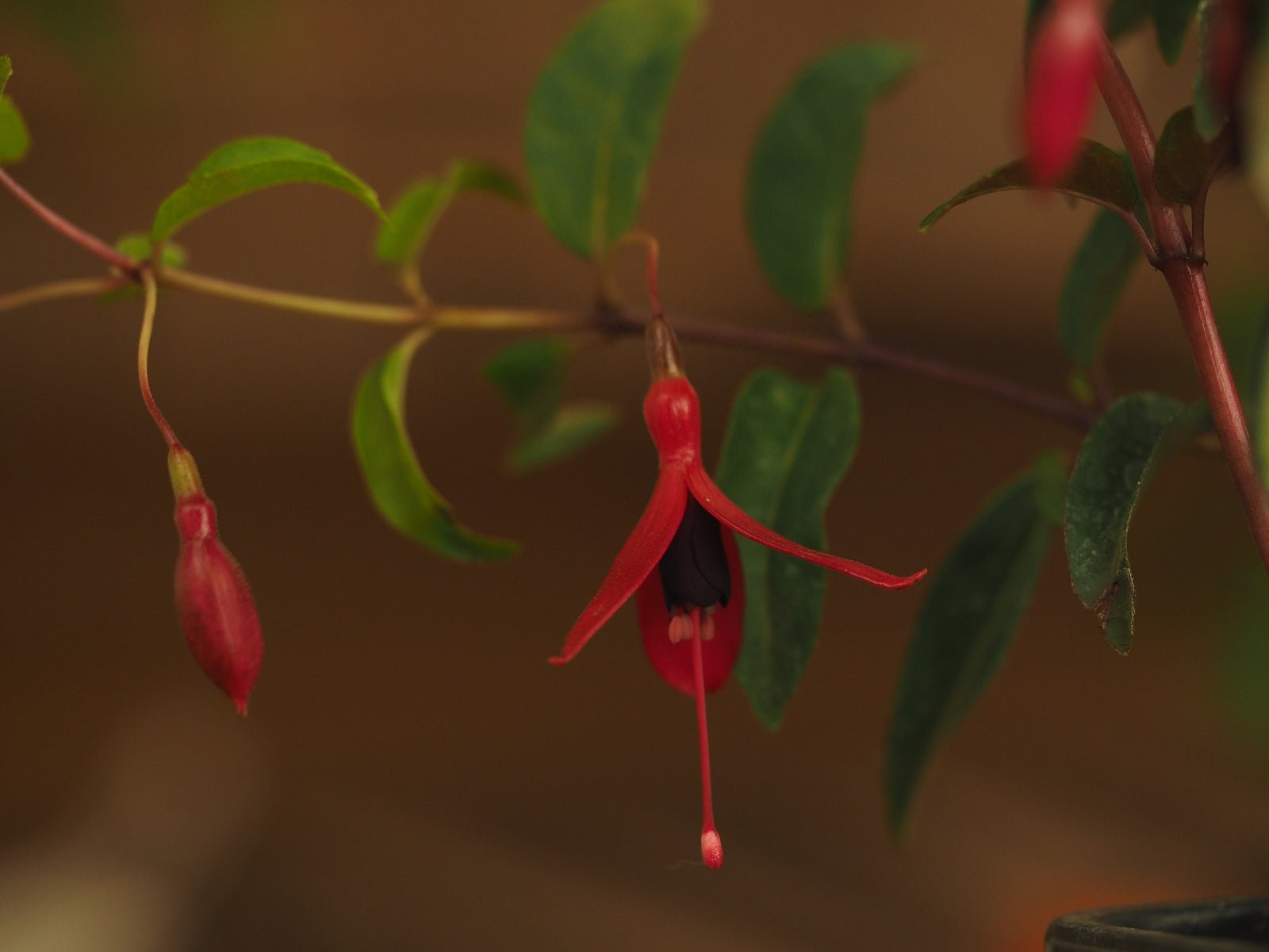 Fuchsia 'Dying Embers' - Herrenkamper Gärten - Pflanzenraritäten