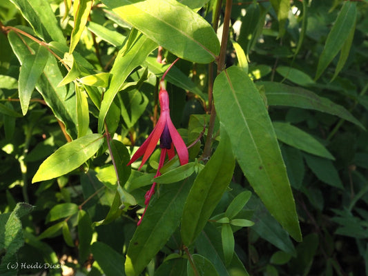 Fuchsia hatschbachii - Herrenkamper Gärten - Pflanzenraritäten