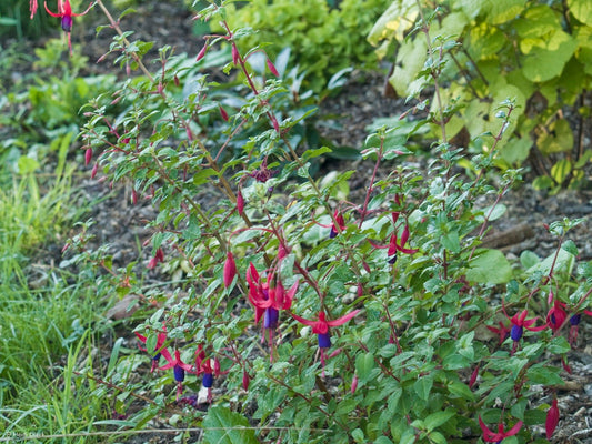 Fuchsia hybr. 'Klettermax' - Herrenkamper Gärten - Pflanzenraritäten