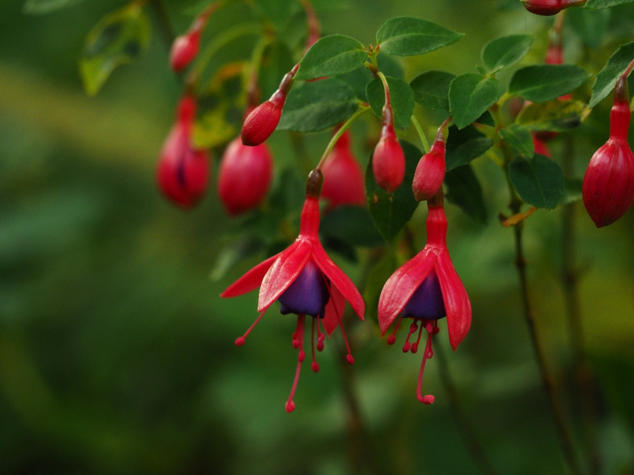 Fuchsia 'Kleiner Däumling' - Herrenkamper Gärten - Pflanzenraritäten