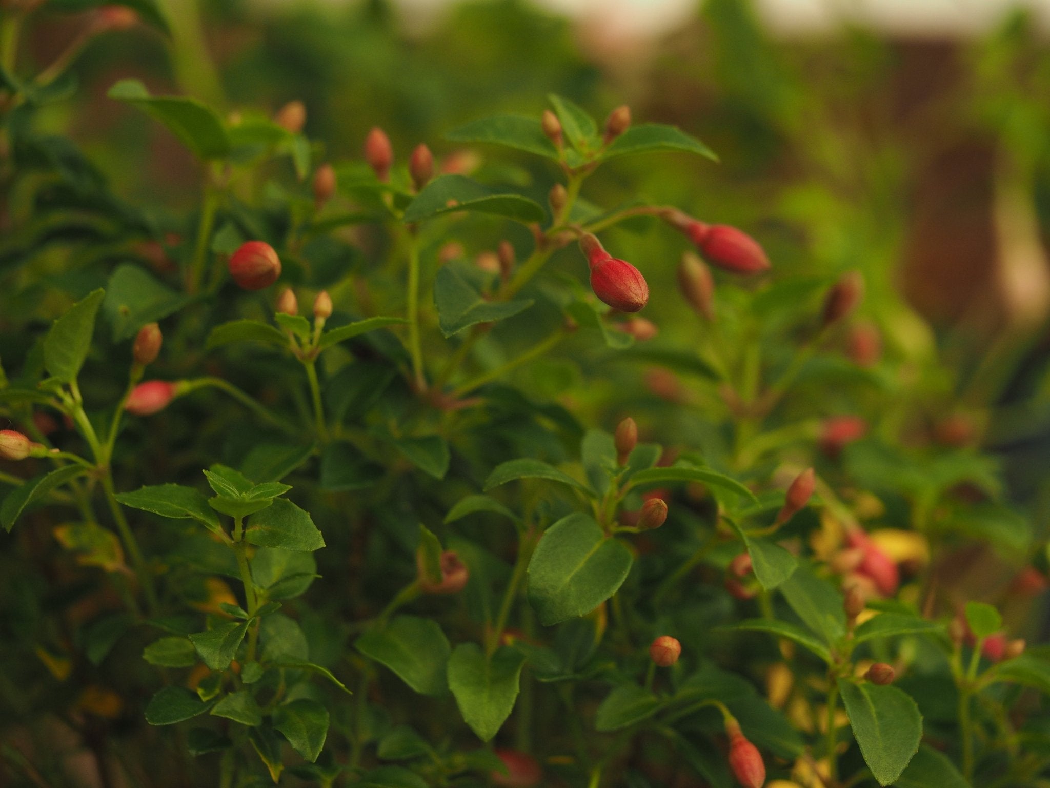 Fuchsia 'Kleiner Däumling' - Herrenkamper Gärten - Pflanzenraritäten