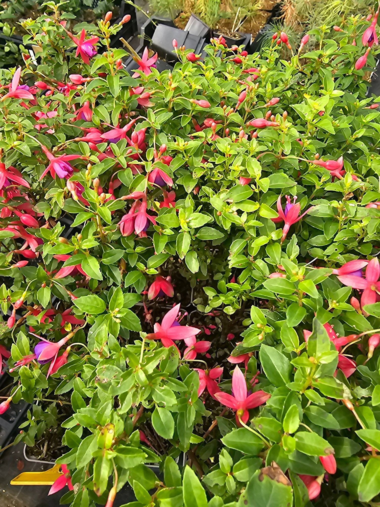 Fuchsia 'Kleiner Däumling' - Herrenkamper Gärten - Pflanzenraritäten