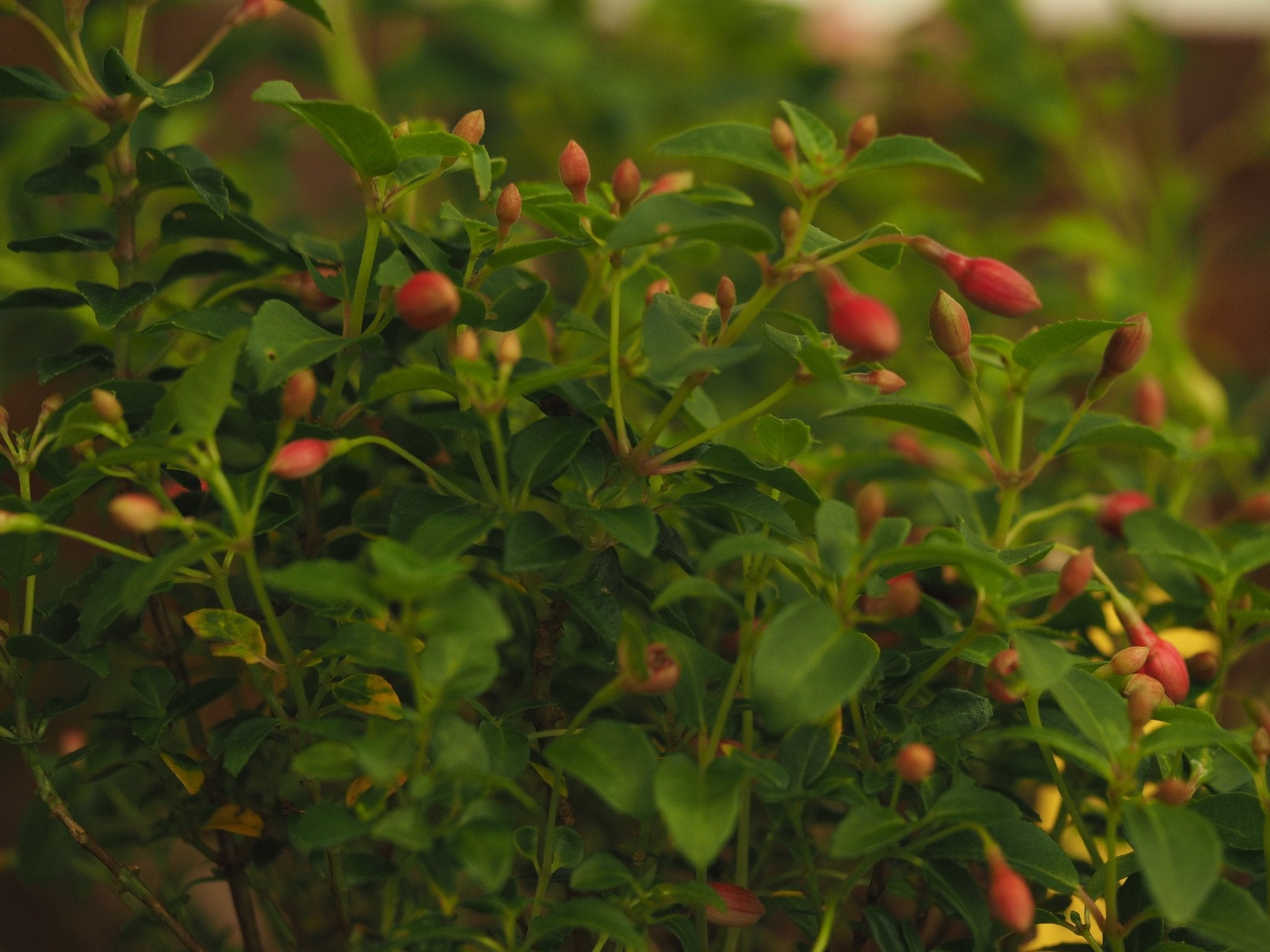 Fuchsia 'Kleiner Däumling' - Herrenkamper Gärten - Pflanzenraritäten