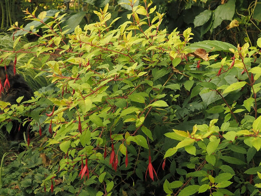 Fuchsia magellanica 'Aurea' - Herrenkamper Gärten - Pflanzenraritäten