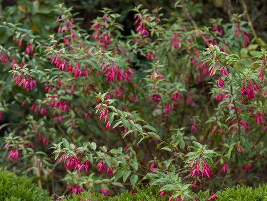 Fuchsia magellanica 'Bernisser Hardy' - Herrenkamper Gärten - Pflanzenraritäten