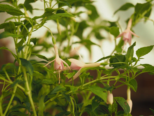 Fuchsia magellanica 'Electra Pink' - Herrenkamper Gärten - Pflanzenraritäten