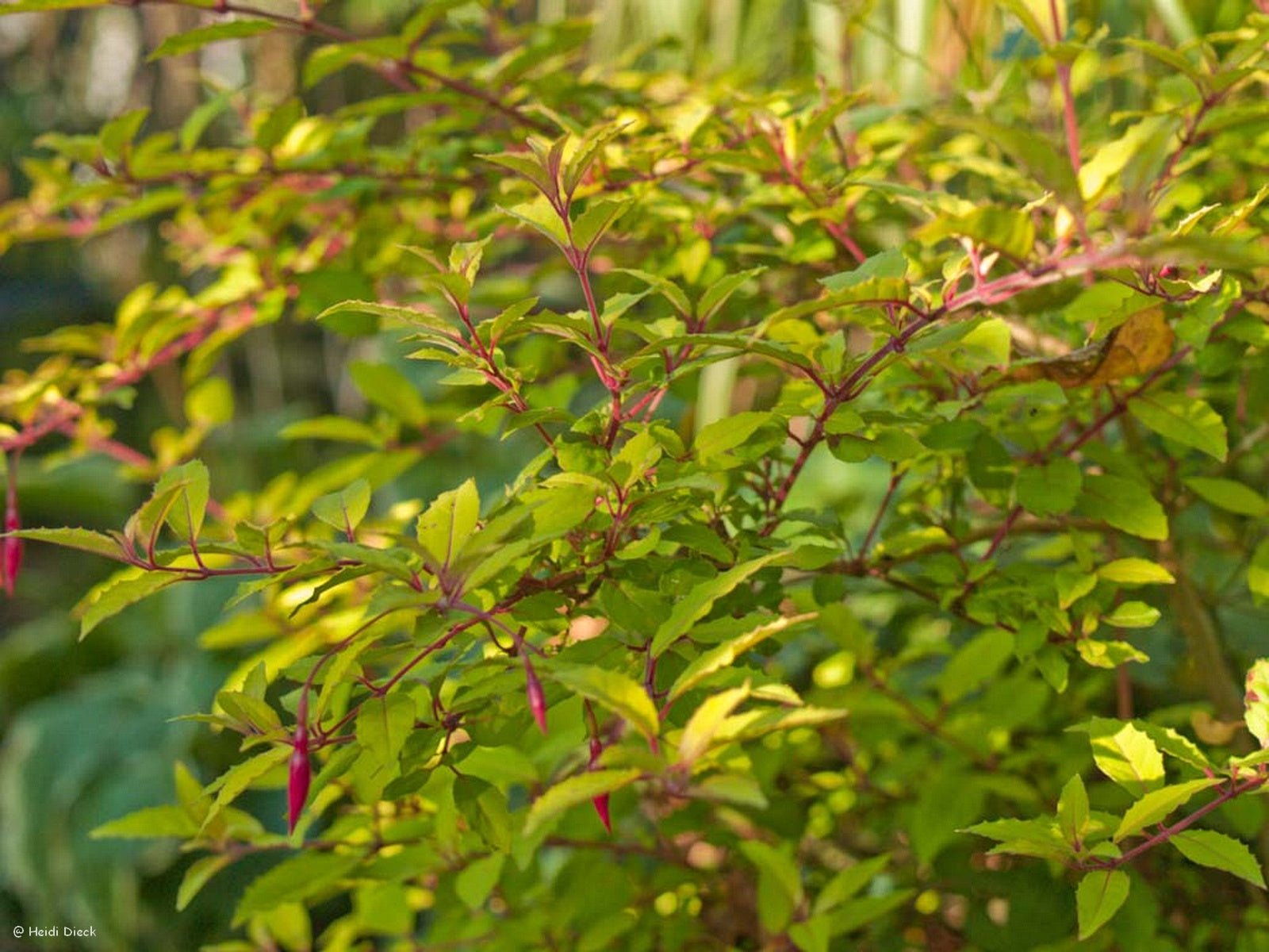 Fuchsia magellanica 'Genii' - Herrenkamper Gärten - Pflanzenraritäten