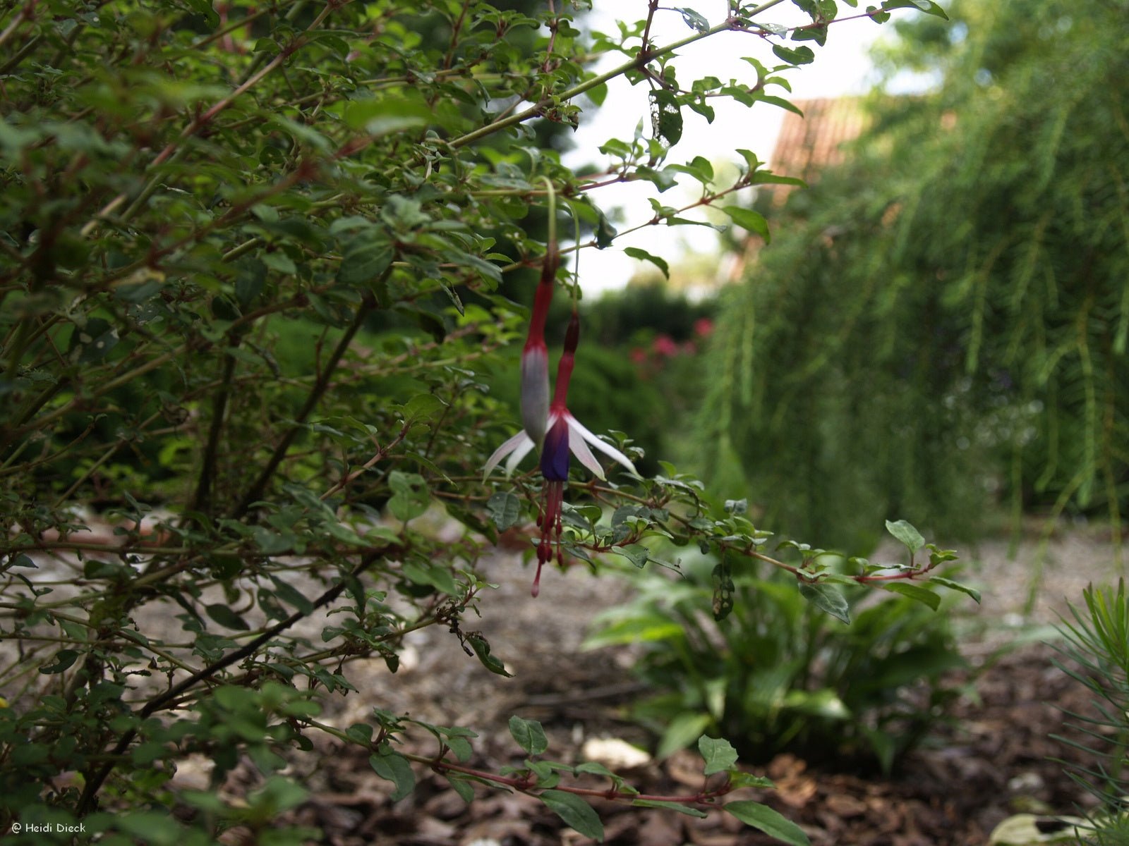 Fuchsia magellanica 'Lady Bacon' - Herrenkamper Gärten - Pflanzenraritäten