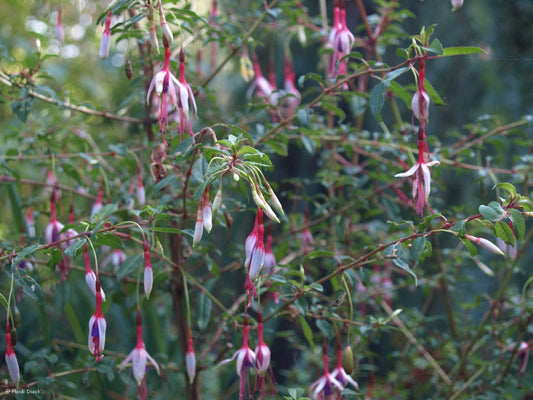 Fuchsia magellanica 'Lady Bacon' - Herrenkamper Gärten - Pflanzenraritäten