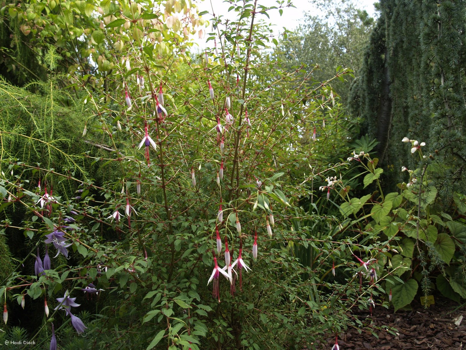 Fuchsia magellanica 'Lady Bacon' - Herrenkamper Gärten - Pflanzenraritäten