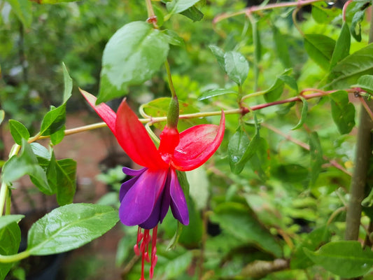 Fuchsia magellanica 'Margaret' - Herrenkamper Gärten - Pflanzenraritäten