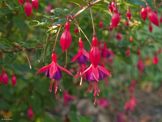 Fuchsia magellanica 'Mrs. Poppel' - Herrenkamper Gärten - Pflanzenraritäten