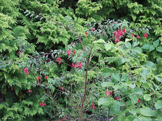 Fuchsia magellanica 'Ricartonii' - Herrenkamper Gärten - Pflanzenraritäten