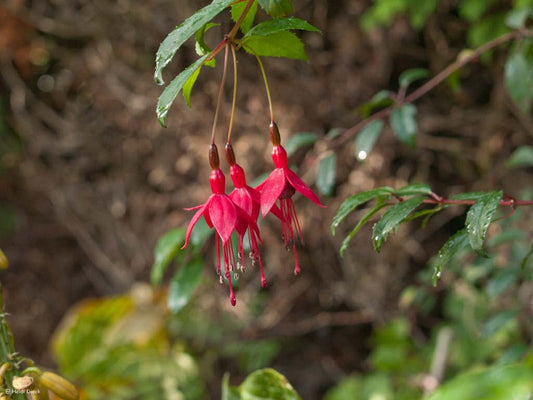 Fuchsia magellanica 'Ricartonii' - Herrenkamper Gärten - Pflanzenraritäten