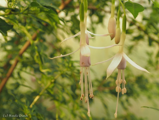 Fuchsia magellanica var. alba - Herrenkamper Gärten - Pflanzenraritäten