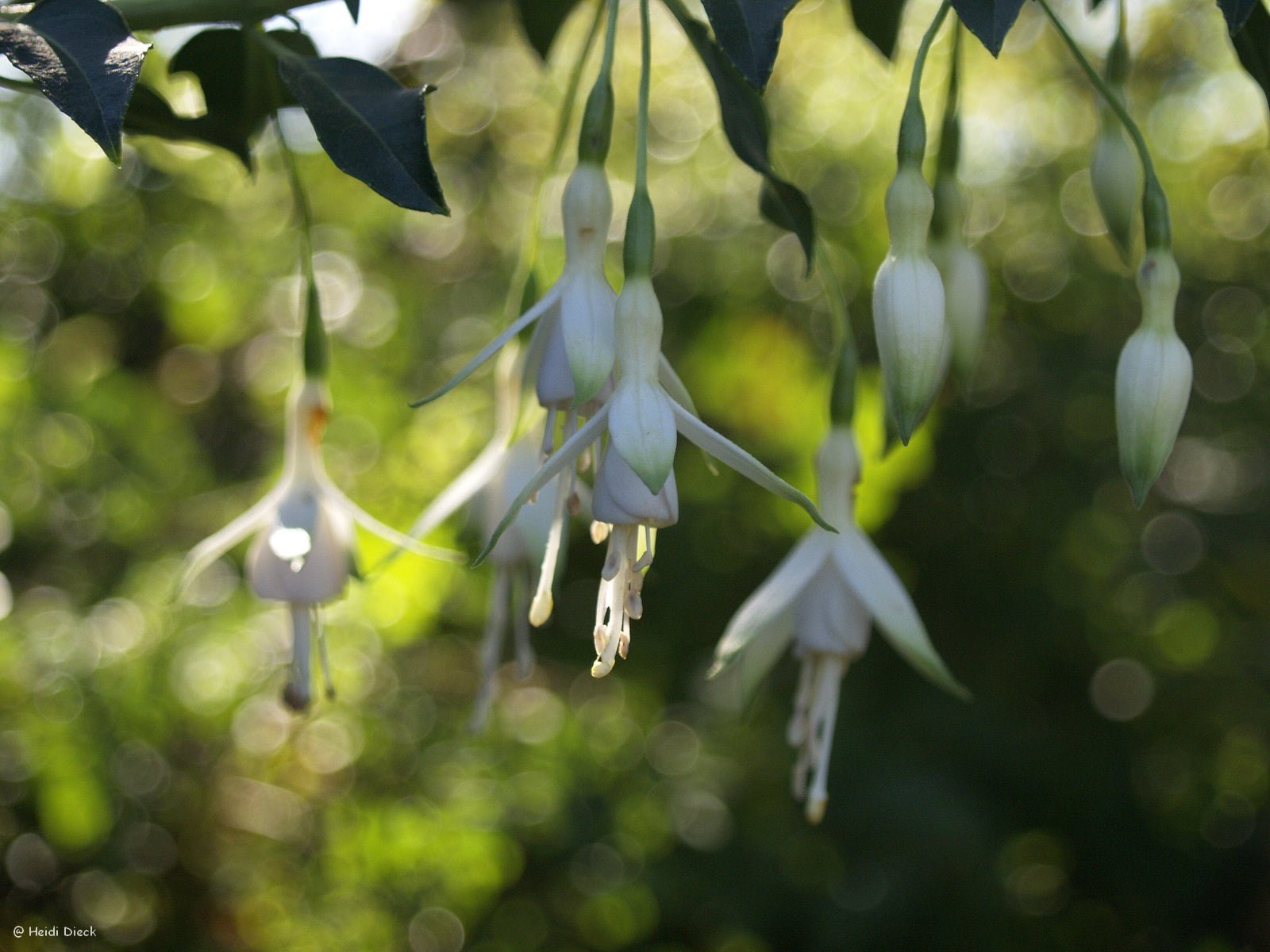 Fuchsia magellanica var. alba 'Hawkshead' - Herrenkamper Gärten - Pflanzenraritäten