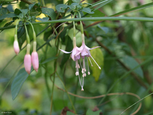 Fuchsia magellanica var. molinae - Herrenkamper Gärten - Pflanzenraritäten