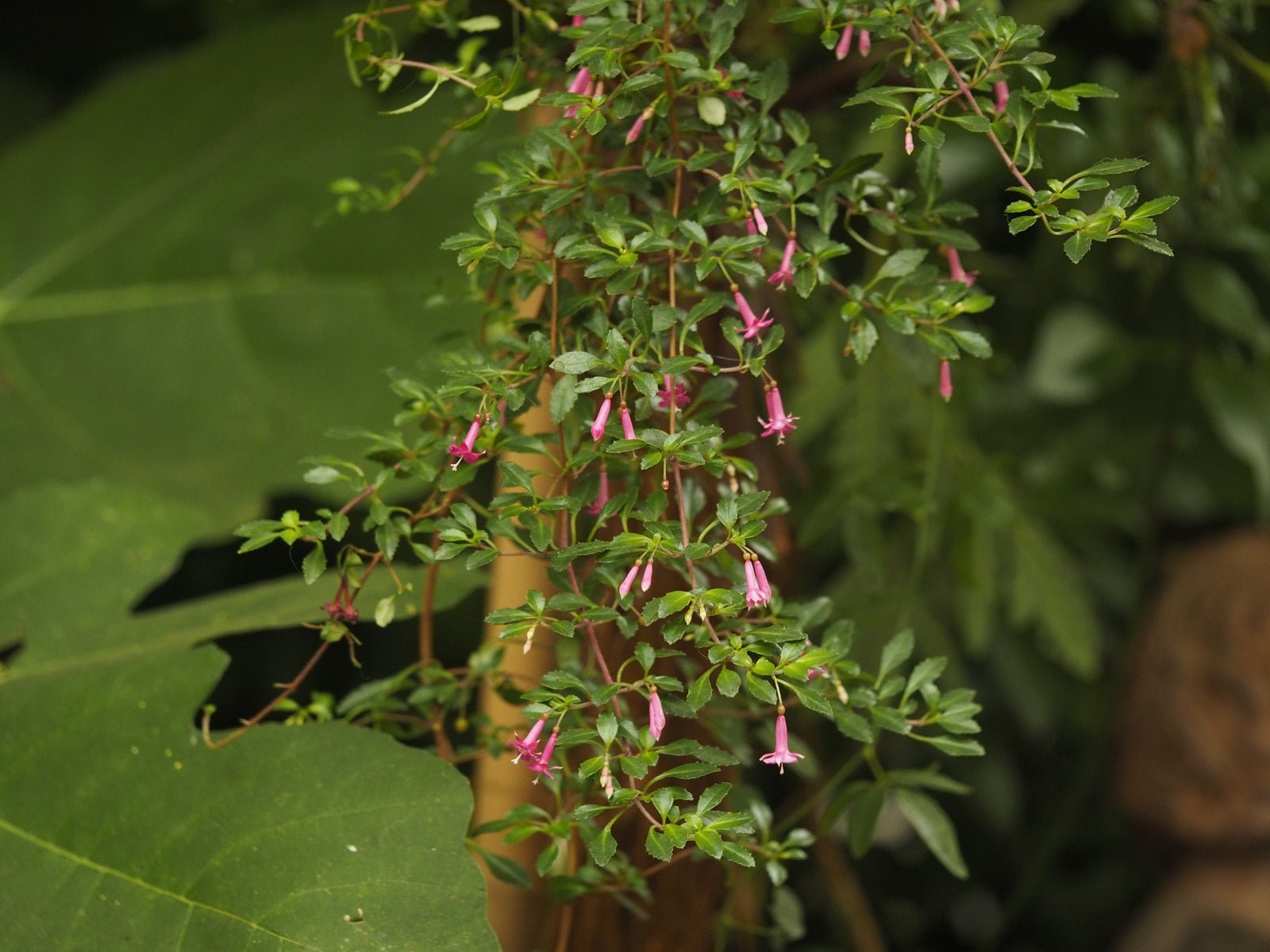 Fuchsia microphylla - Herrenkamper Gärten - Pflanzenraritäten