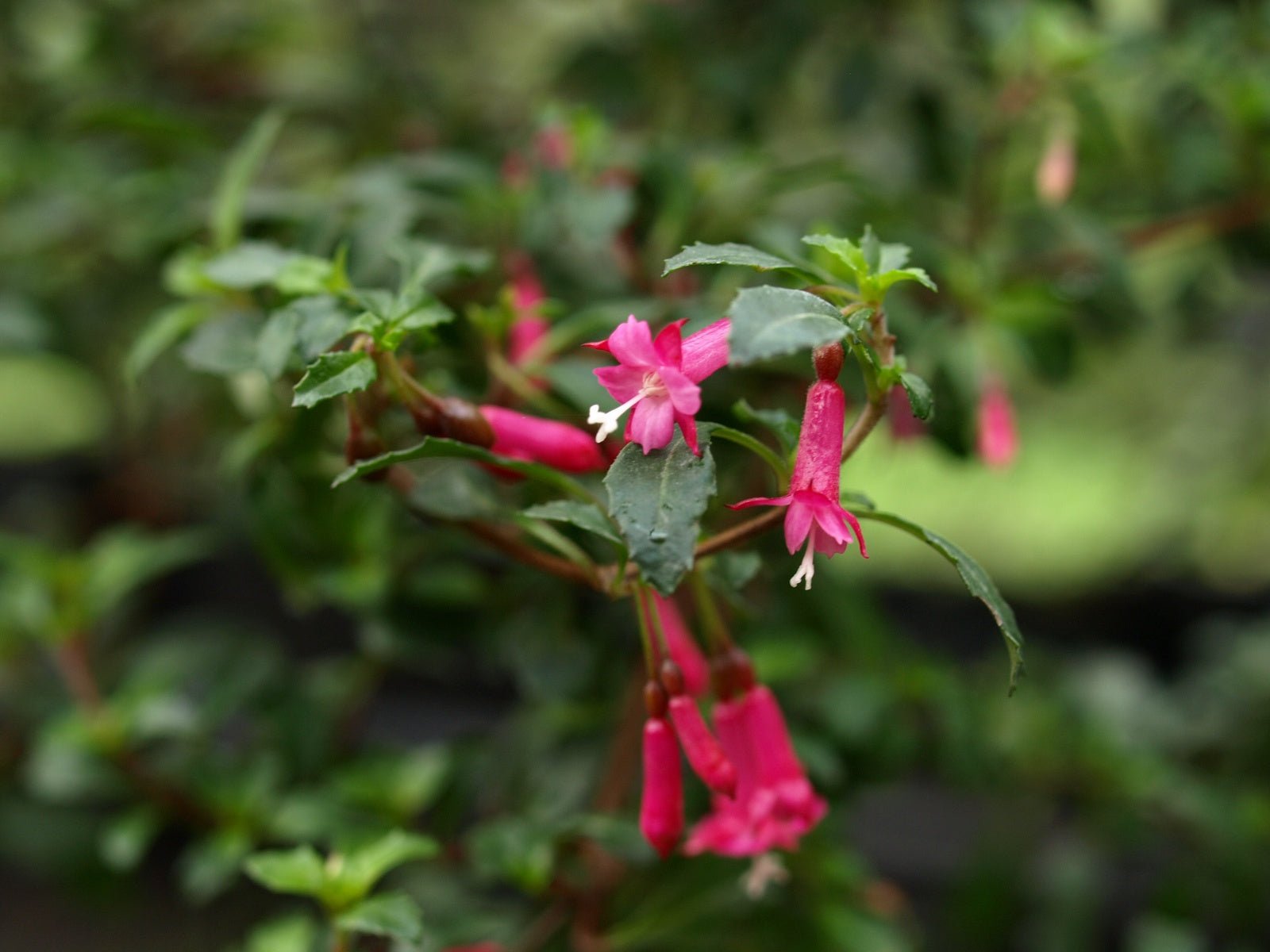 Fuchsia microphylla - Herrenkamper Gärten - Pflanzenraritäten