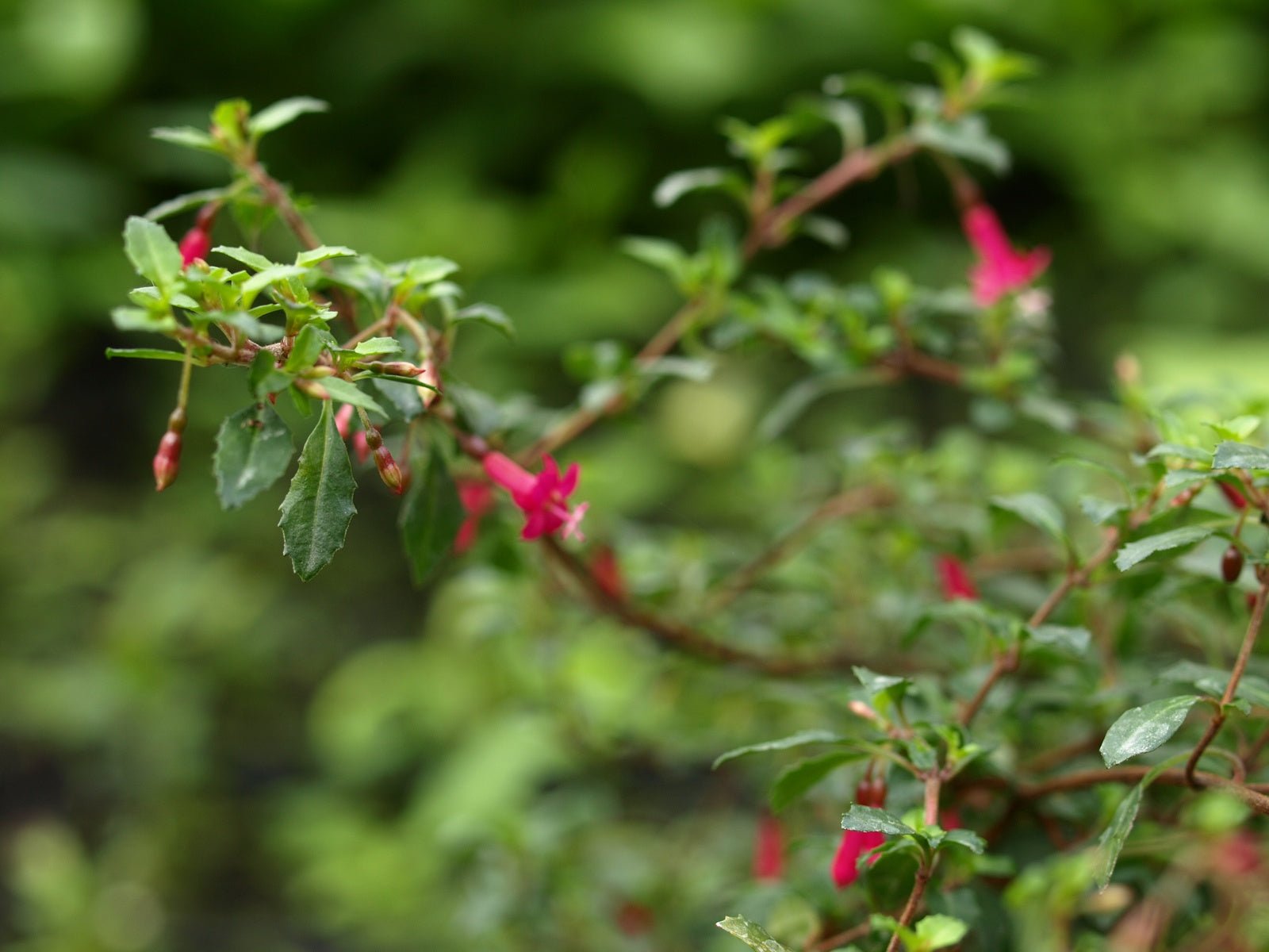 Fuchsia microphylla - Herrenkamper Gärten - Pflanzenraritäten