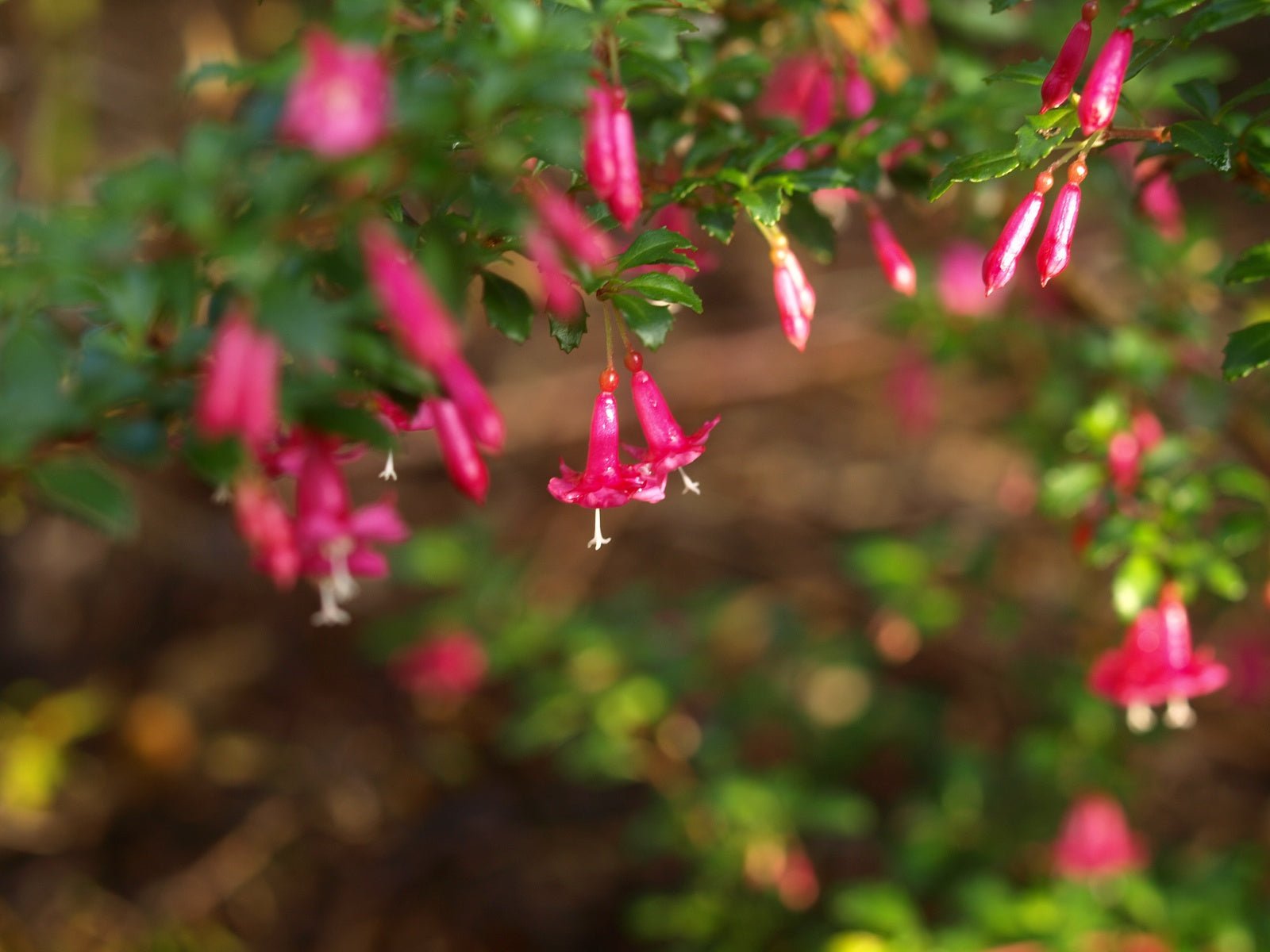 Fuchsia microphylla - Herrenkamper Gärten - Pflanzenraritäten