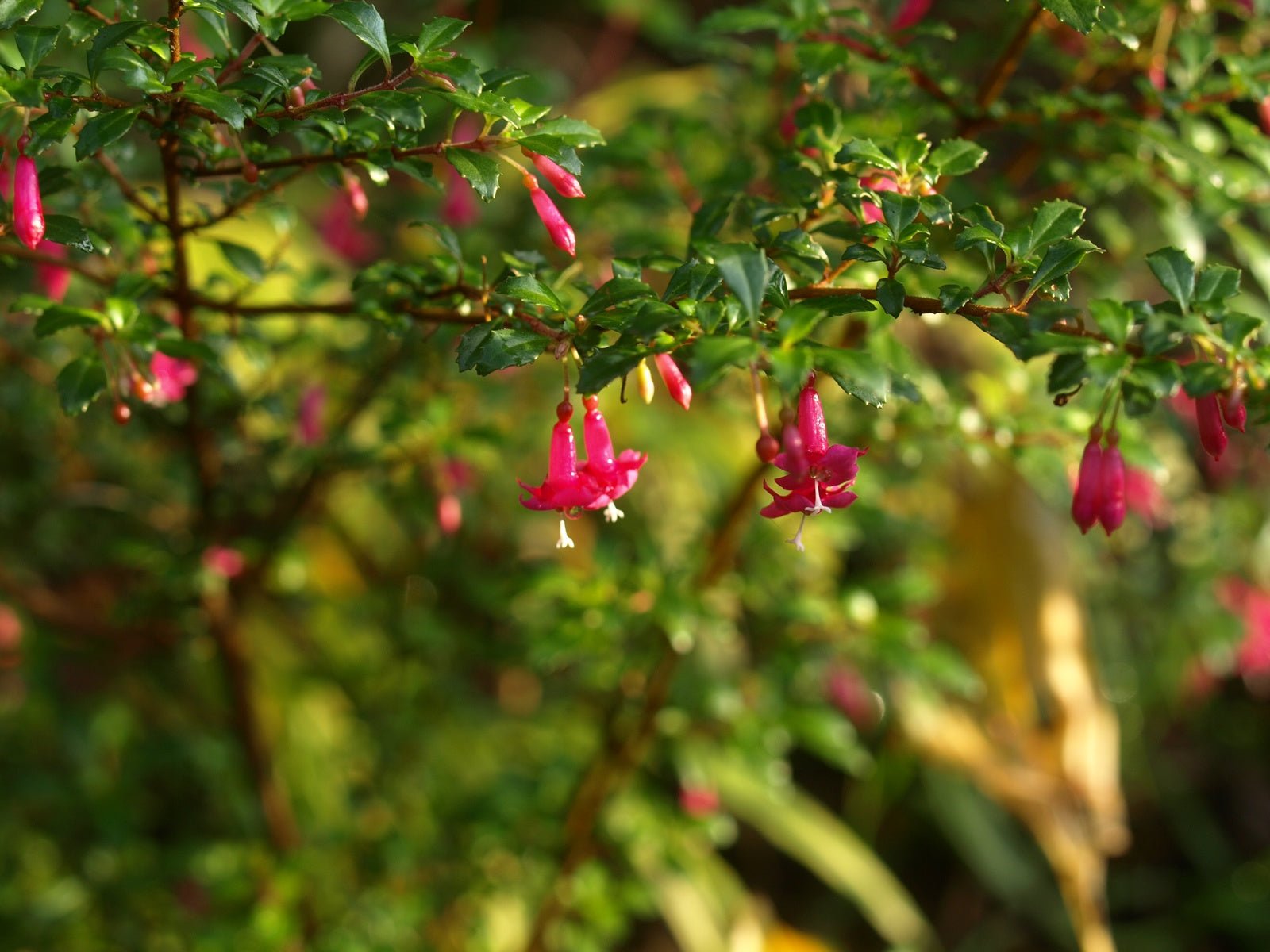 Fuchsia microphylla - Herrenkamper Gärten - Pflanzenraritäten