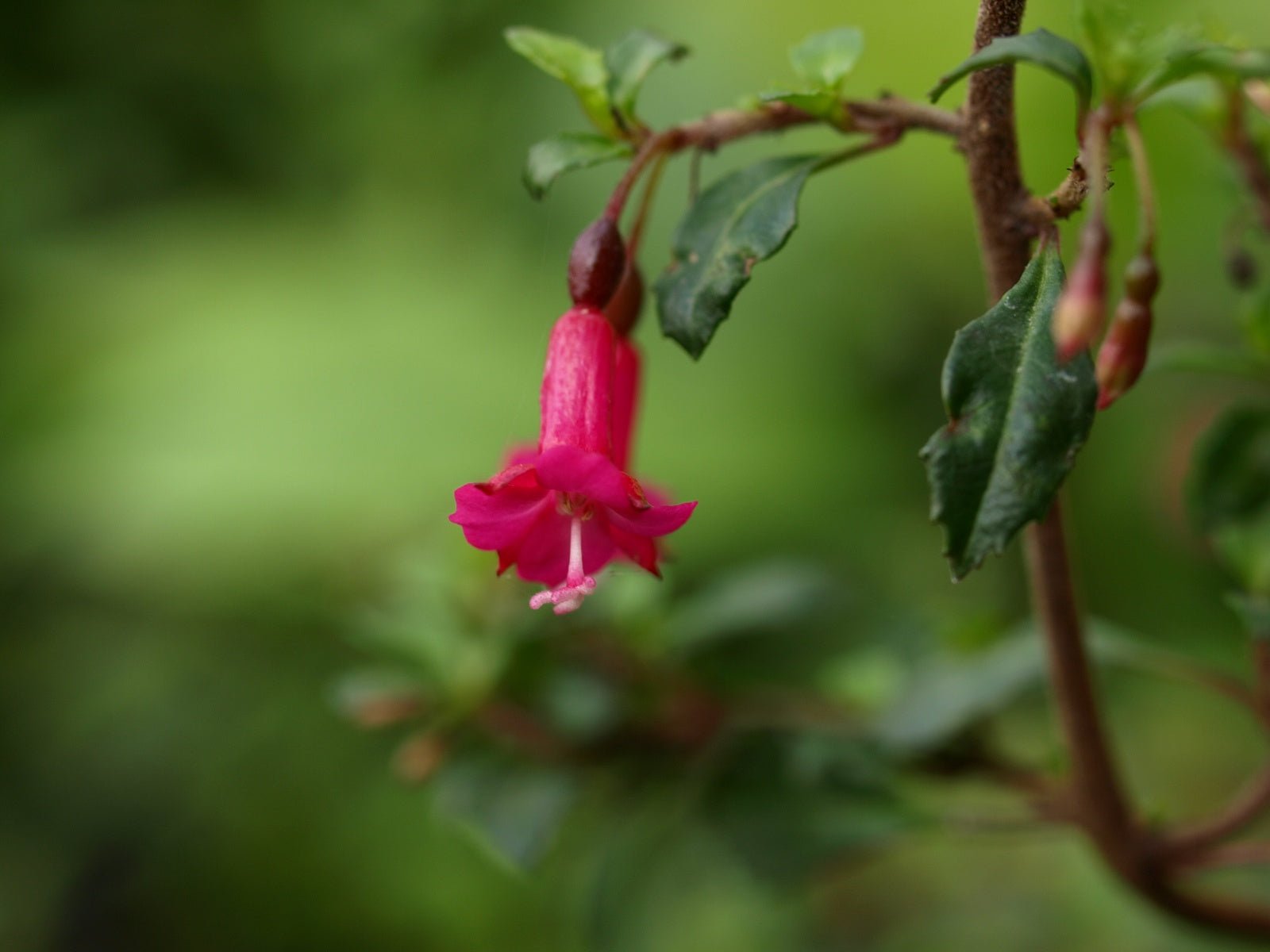 Fuchsia microphylla - Herrenkamper Gärten - Pflanzenraritäten